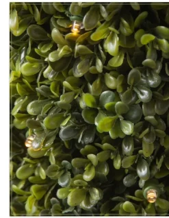 Outdoor Boxwood Foliage