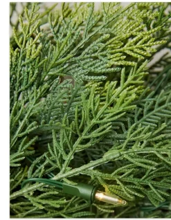Outdoor Cedar Woods Foliage