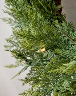 Outdoor Cedar Woods Foliage