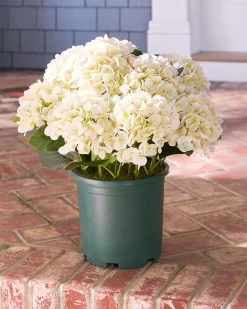 Outdoor Hydrangea Harmony Foliage