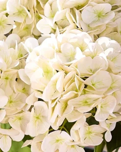 Outdoor Hydrangea Harmony Foliage