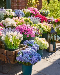 Outdoor Hydrangea Harmony Foliage