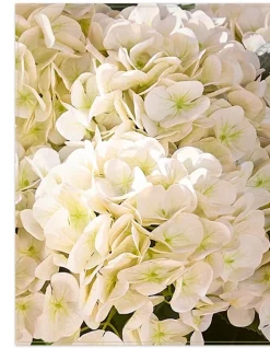 Outdoor Hydrangea Harmony Foliage