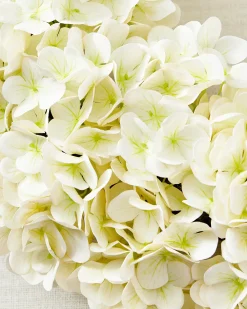 Outdoor Hydrangea Harmony Foliage