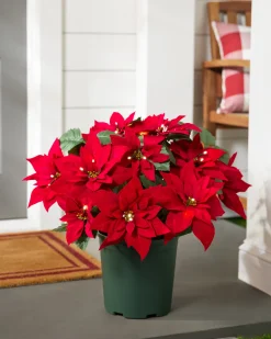 Outdoor Lit Poinsettia Celebration Foliage