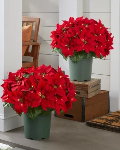 Outdoor Lit Poinsettia Celebration Foliage