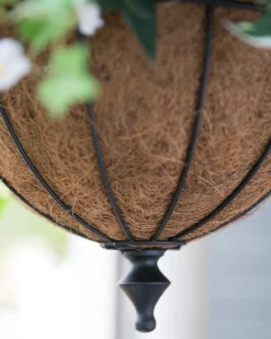 Outdoor Radiant Peony Foliage