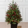 Outdoor Red Berry Evergreen Potted Trees