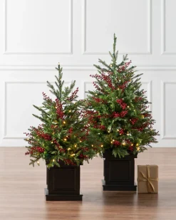 Outdoor Red Berry Evergreen Potted Trees