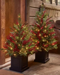 Outdoor Red Berry Evergreen Potted Trees