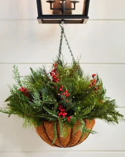 Outdoor Red Berry Pine Foliage