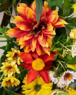 Outdoor Sunrise Dahlia Foliage