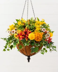 Outdoor Sunrise Dahlia Foliage