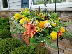 Outdoor Sunrise Dahlia Foliage