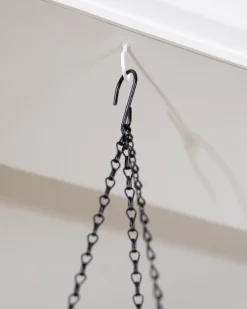 Outdoor Sunset Mums Foliage