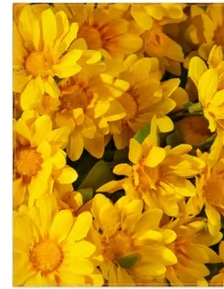 Outdoor Sunset Mums Foliage