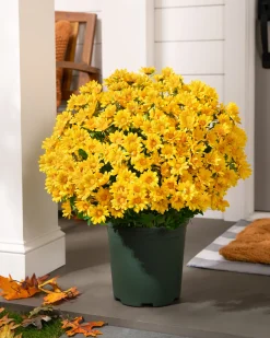 Outdoor Sunset Mums Foliage