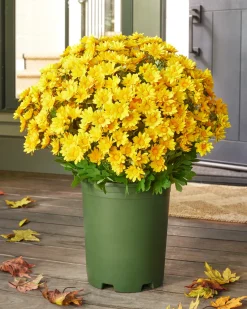 Outdoor Sunset Mums Foliage