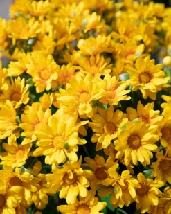 Outdoor Sunset Mums Foliage