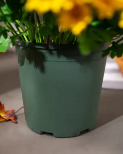 Outdoor Sunset Mums Foliage