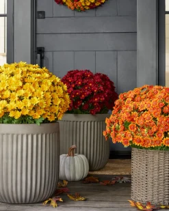 Outdoor Sunset Mums Foliage