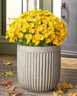 Outdoor Sunset Mums Foliage