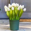 Outdoor Tulip Garden Foliage