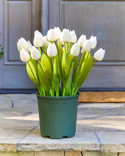 Outdoor Tulip Garden Foliage
