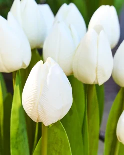 Outdoor Tulip Garden Foliage