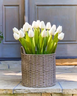 Outdoor Tulip Garden Foliage