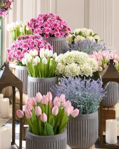 Outdoor Tulip Garden Foliage