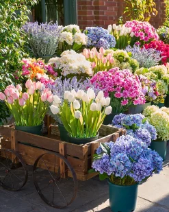 Outdoor Tulip Garden Foliage