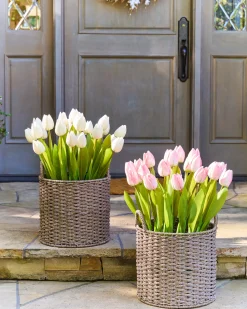 Outdoor Tulip Garden Foliage