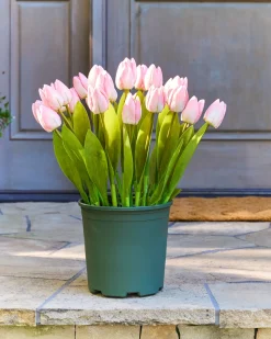 Outdoor Tulip Garden Foliage