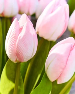 Outdoor Tulip Garden Foliage