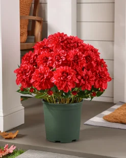 Outdoor Vibrant Dahlias Foliage