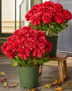 Outdoor Vibrant Dahlias Foliage