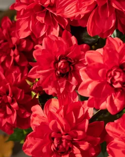 Outdoor Vibrant Dahlias Foliage