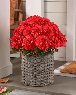 Outdoor Vibrant Dahlias Foliage