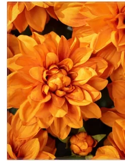 Outdoor Vibrant Dahlias Foliage