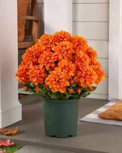 Outdoor Vibrant Dahlias Foliage