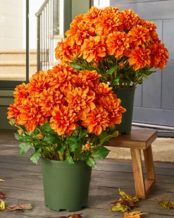 Outdoor Vibrant Dahlias Foliage