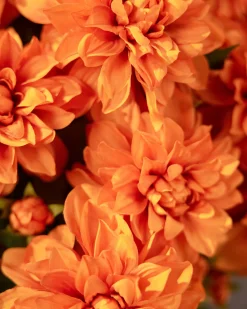 Outdoor Vibrant Dahlias Foliage