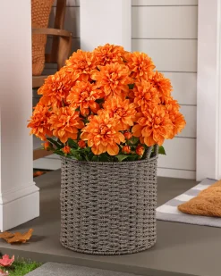 Outdoor Vibrant Dahlias Foliage