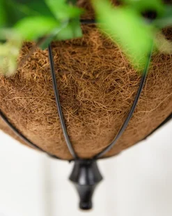 Outdoor Vivid Blooms Foliage