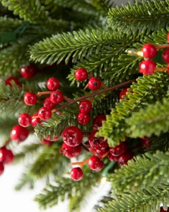 Red Berry BH Fraser Fir® Foliage
