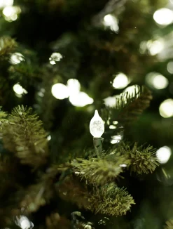 Rockefeller Pine Trees