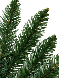 Rockefeller Pine Trees