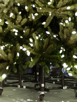 Rockefeller Pine Trees