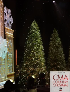 Rockefeller Pine Trees